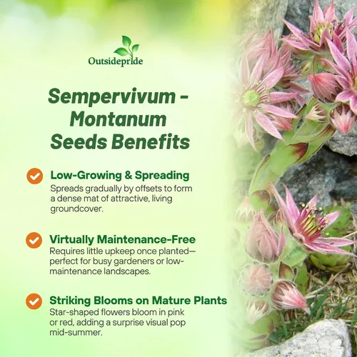 Vista 3 de Outsidepride Montanum Sempervivum Seeds - 500 semillas de flores perennes con larga temporada de floración y atractivas para los polinizadores