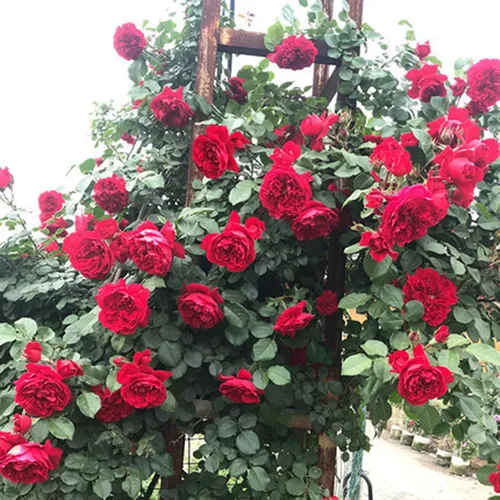 Vista 5 de Semillas de rosas trepadoras para plantar, más de 300 piezas de semillas de rosas raras, reliquia sin OMG atrae a polinizadores, flores de belleza