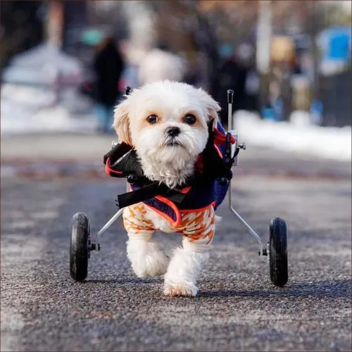Vista 2 de Silla de ruedas para perro para patas traseras, diseñada y probada por cirujano ortopédico K9, carrito ajustable para cochecito con ruedas todo