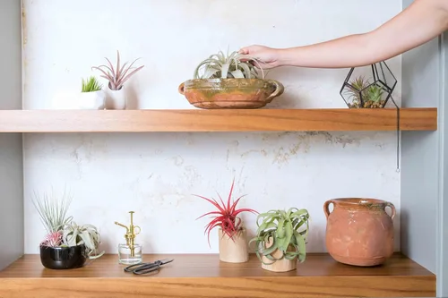 Vista 3 de Air Plant Shop Terrario de diamantes de vidrio - Plantas suculentas vivas para el hogar y el jardín - Plantas de interior y exterior de fácil cuidado