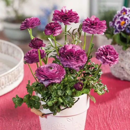 Vista 28 de Colección Tulip & Muscari - 15 bombillas - Bulbos de flores mixtas, bombilla atrae abejas, atrae mariposas, atrae polinizadores, fácil de cultivar