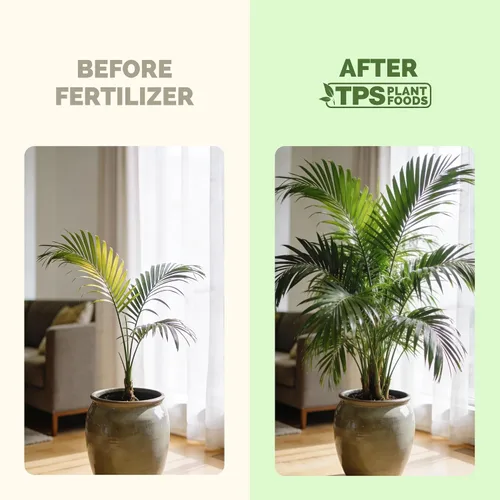 Vista 3 de Fertilizante para palmeras para todas las palmas y helechos, alimento líquido para plantas 8 oz (250mL)