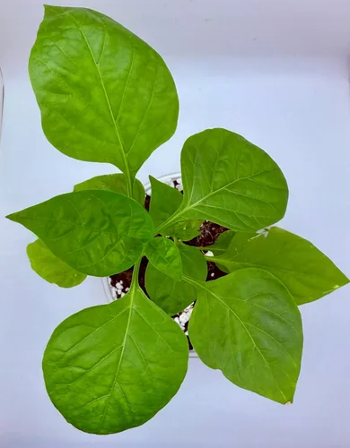 Vista 6 de Baya de Goji (Wolfberry): Kit de cultivo de semillas de árbol Nutrientes reales - Suelo rico Sin vainas falsas Educativo Gran idea de regalo