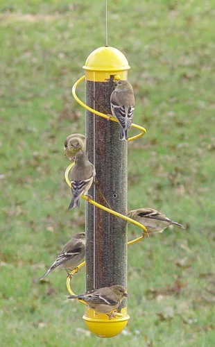 Vista 2 de Bird Quest SBF2Y - Comedero para pájaros de cardo en espiral, 17 pulgadas, color amarillo