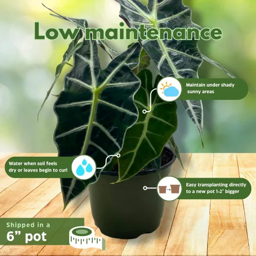 Vista 5 de BubbleBlooms Alocasia Polly Máscara africana Amazonica en maceta de 6 pulgadas