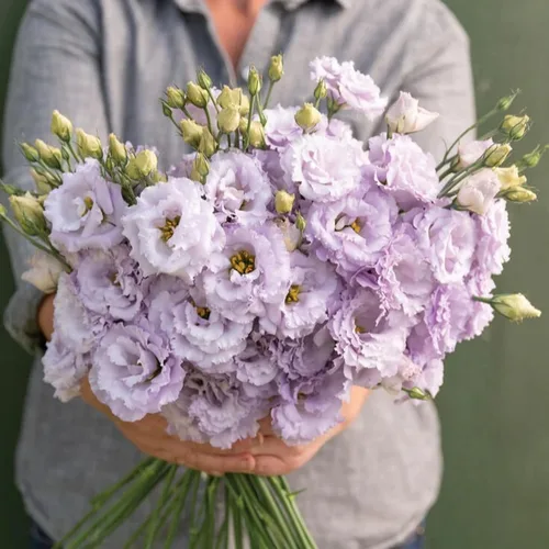 Vista 5 de Más de 1000 semillas dobles de Lisianthus para plantar, semillas anuales de flores dobles de Lisianthus sin OMG