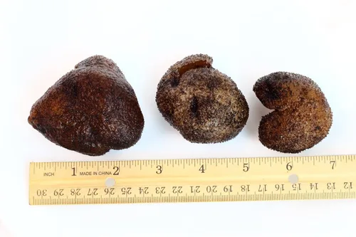 Vista 3 de WOHO Natural Sun Dried Wild Caught Round Sea Pepino Grande 4oz