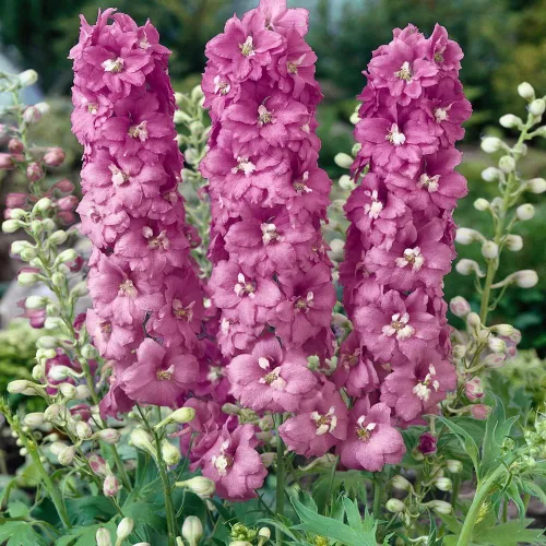 Vista 7 de Outsidepride Magic Fountains Delphinium Seeds - 100 semillas de flores perennes, autosembradas, tolerantes al calor y la sequía para plantar flores