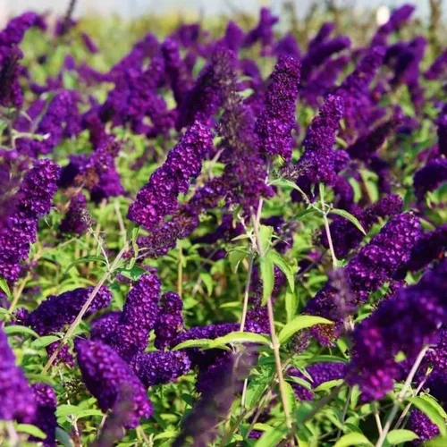 Vista 6 de Planta viva de arbusto de mariposa negro-morado, 5-10 pulgadas de alto