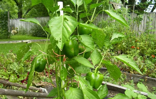 Vista 2 de 100 semillas orgánicas de pimiento dulce California Wonder - Sin OMG - ¡Semillas siempre frescas!