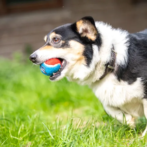 Vista 10 de Gigwi Pelota de tenis chirriante para perros, pelota interactiva para perros pequeños y medianos, juguete de goma colorido y de rebote alto de 2.5