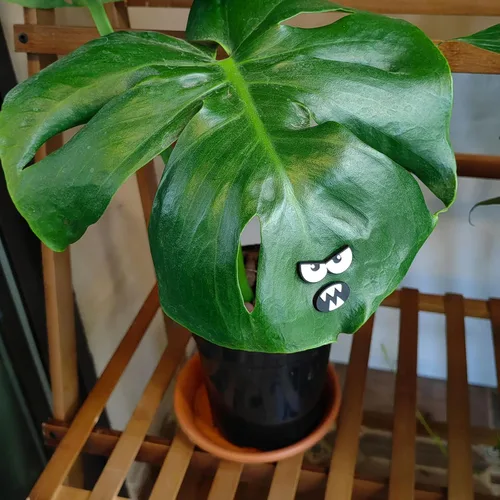Vista 4 de HOMDSG Imanes de Plantas Monstruo con Ojos para Plantas en Maceta, Imanes Graciosos y Seguros para Plantas, Accesorios para Plantas de Casa, Regalos