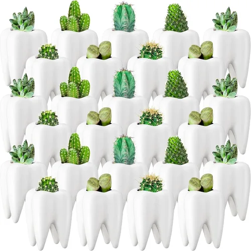Vista 9 de 2 macetas en forma de dientes, de cerámica dental, estilo moderno, macetas de cactus blanco, para bonsái, maceta pequeña y bonita para suculentas