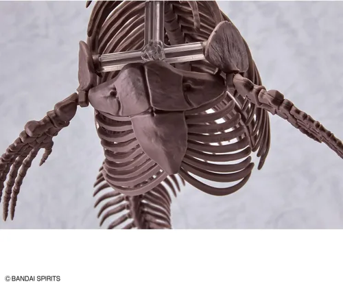 Vista 15 de Bandai Hobby Mosasaurus Imaginary Skeleton 1/32 Dinosaur Model Kit