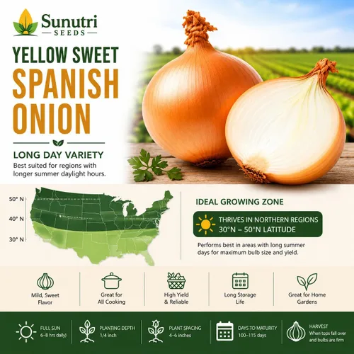 Vista 4 de Semillas de cebolla española dulce amarilla para plantar – Variedad de cebolla bulbante de día largo – Cebollas dulces suaves grandes para jardines