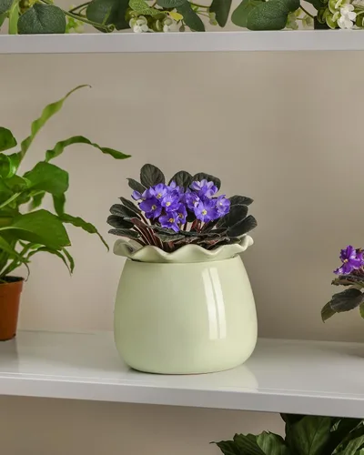 Vista 5 de Fayoula Maceta de riego automático, mantenimiento de macetas de violeta africana de 6 pulgadas, maceta de cerámica con riego automático para plantas