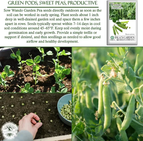 Vista 5 de Semillas de guisantes Wando Garden para plantar, más de 50 semillas de reliquia por paquete, semillas de jardín de Isla
