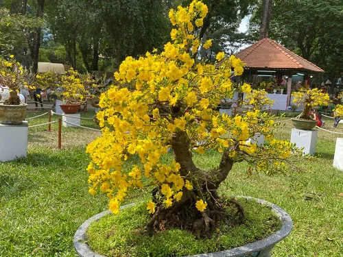 Vista 3 de Semillas de árbol bonsái de albaricoque en flor - 3 semillas grandes para plantar - Impresionantes flores amarillas y frutos.