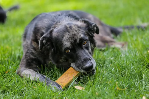Vista 7 de Top Dog Chews Queso de yak del Himalaya mediano para perros, 100% naturales y de larga duración, palitos de queso digeribles y sin gluten, vendido
