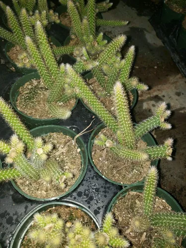 Vista 2 de Planta de cactus de cola de rata