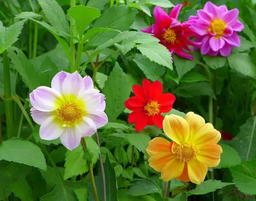 Vista 3 de Semillas Flores Dalia Funny Guys Mix - 70 Semillas