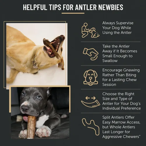 Vista 6 de The Antler Box Masticables Premium de Astas de Alce para Perros (Caja de 1 Libra) (Pequeño (7-8 Piezas) Enteras/Partidas Mezcladas)