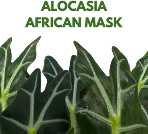 Vista 2 de BubbleBlooms Alocasia Polly Máscara africana Amazonica en maceta de 6 pulgadas