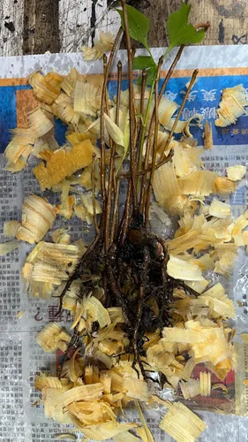 Vista 4 de 10 plántulas de Ginkgo Biloba Plantas 1 año Árbol más antiguo del mundo. Hoja dividida. Raíces envueltas
