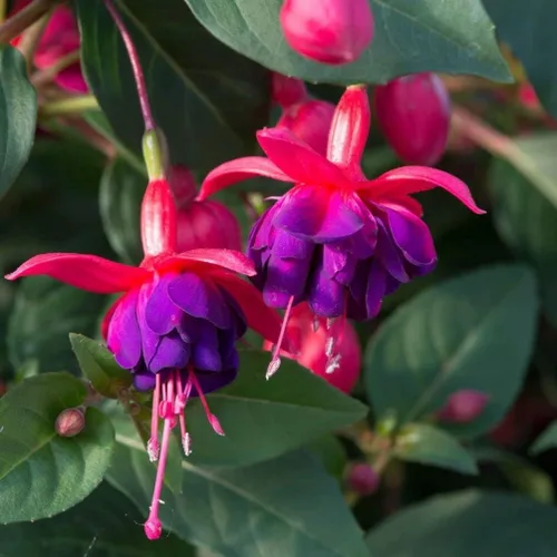 Vista 6 de Semillas de flores fucsias Bonsái casero perenne multicolor -100pcs Semillas