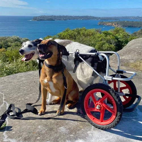 Vista 5 de Silla de ruedas para perros para patas traseras, diseñada y probada por cirujano ortopédico K9, carrito ajustable para cochecito con ruedas todo