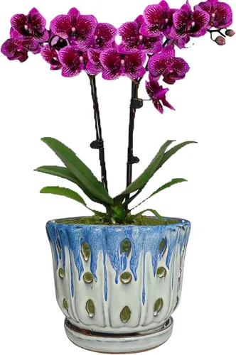 Vista 8 de Maceta de cerámica para orquídeas con agujero de drenaje de 6'' (Cubierta azul, blanca)
