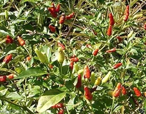 Vista 5 de 25 semillas de Kona roja hawaiana - Capsicum frutescens, pimienta de reliquia extremadamente caliente.