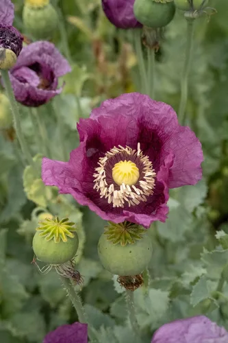Vista 2 de Plant Good Seed Semillas orgánicas de amapola húngara, paquete de 250 semillas tradicionales para plantar flores, suministros de jardinería, jardín