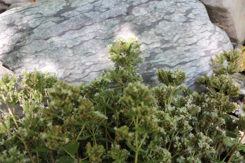 Vista 7 de PURELY WILD Extra Power - Gotas líquidas de aceite de orégano – Fórmula mediterránea cosechada silvestre del Dr. Cass Ingram – Vulgare de Origanum