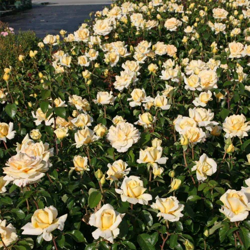 Vista 5 de Rosas de té híbridas de reliquia, planta de raíz propia, Eleganza® Winter Sun Sol de invierno Eleganza