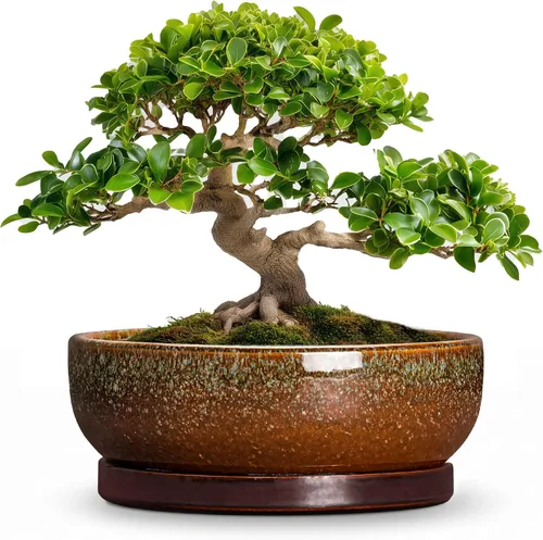 Vista 45 de Succulent Pots, 6 Inch Ceramic Bonsai Pots with Saucer, Blue