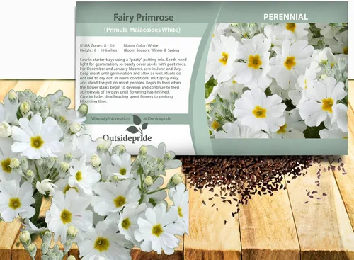 Vista 12 de Outsidepride 1000 Semillas Perennes Primula Crimson Fairy Primrose Flower Seeds para plantar