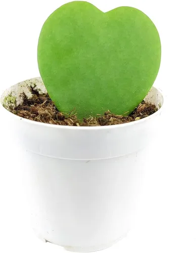Vista 9 de Live Houseplant - Planta de araña rizada Bonnie de 4 pulgadas, planta de interior de fácil cuidado, plantas de interior vivas - Plantas