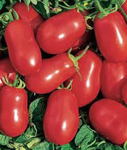 Vista 3 de Tomate, Roma italiano, reliquia, más de 21 semillas, deliciosa fruta roja sabrosa