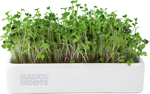 Vista 14 de Back to The Roots Semillas de alfalfa 100% orgánicas 1 libra sin transgénicos Densas en nutrientes, fáciles de cultivar, ricas en fibra