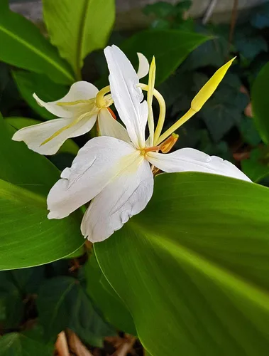 Vista 7 de Rizomas de plantas de jengibre blanco hawaiano 4 paquetes