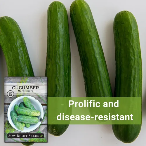 Vista 5 de Sow Right Seeds - Semillas de pepino Marketmore para plantar - Paquete de reliquia sin OMG con instrucciones para plantar y cultivar un huerto