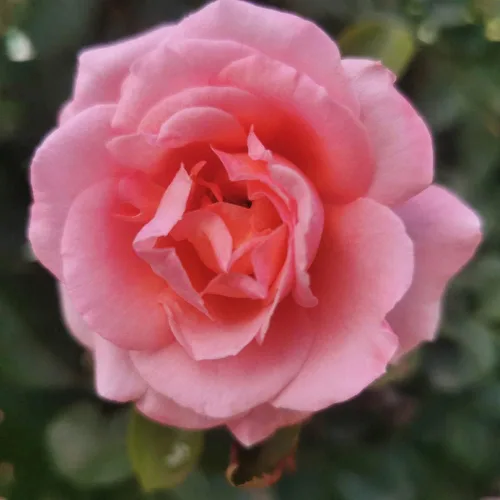 Vista 7 de Heirloom Roses Planta de rosas - Acapella® Rosa Rosa Bush, Té híbrido Planta viva para plantar al aire libre