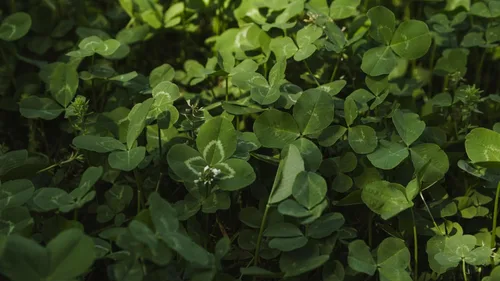 Vista 5 de Whitetail Institute Imperial Clover Semilla para parcela de alimentos para ciervos para siembra de primavera u otoño, promueve el crecimiento