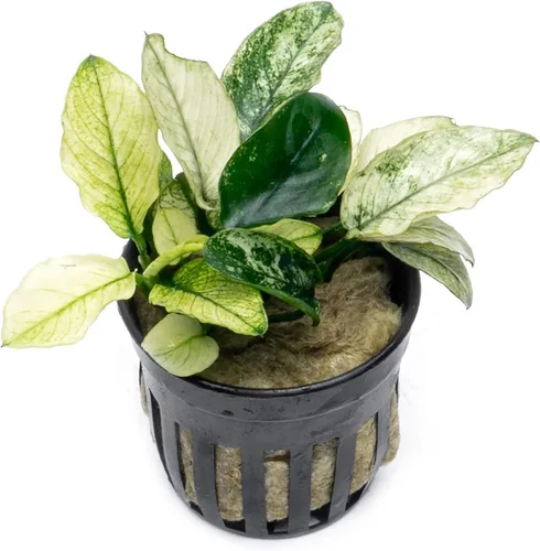 Vista 18 de SubstrateSource Plantas vivas – Anubias Hastifolia (Anubias hastifolia) – Luz baja a moderada, hojas en forma de flecha de color verde medio a