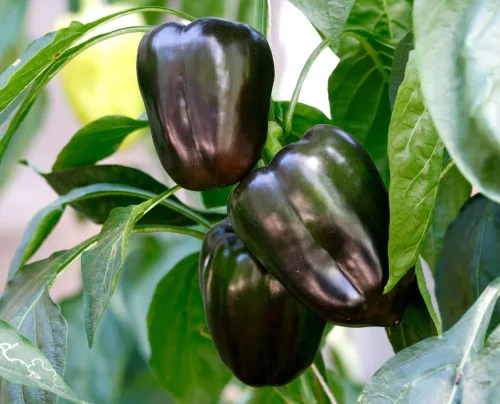Vista 2 de Pimiento negro dulce vegetal sin OMG para plantar