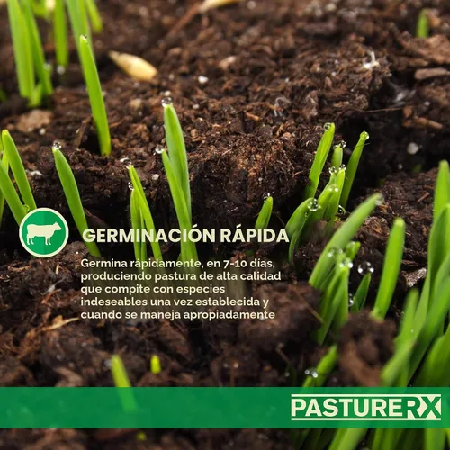 Vista 4 de Barenbrug PastureRX Premium - Mezcla de semillas de césped y forraje, 23 libras (norte y transición)