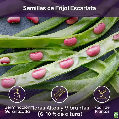 Vista 2 de Heirloom - Semillas de frijol Scarlet Runner - 20 semillas de frijol