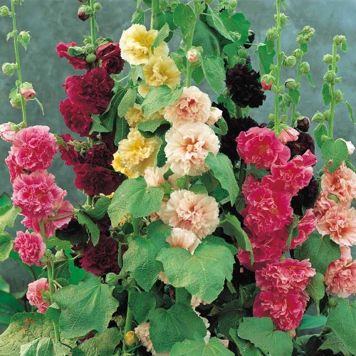 Vista 3 de Semillas Hollyhock Double Mix Anual Malva Flores para plantar