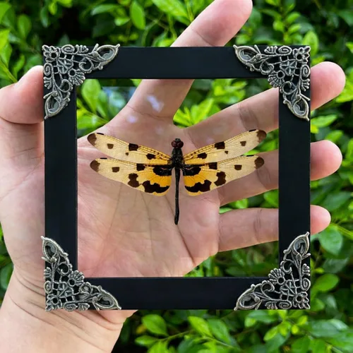 Vista 53 de 2 Real Dragonfly Specimens Shadow Box Framed Insect Display Oddities Curiosities Entomology Collection Natural History Wall Decor Gift for Nature